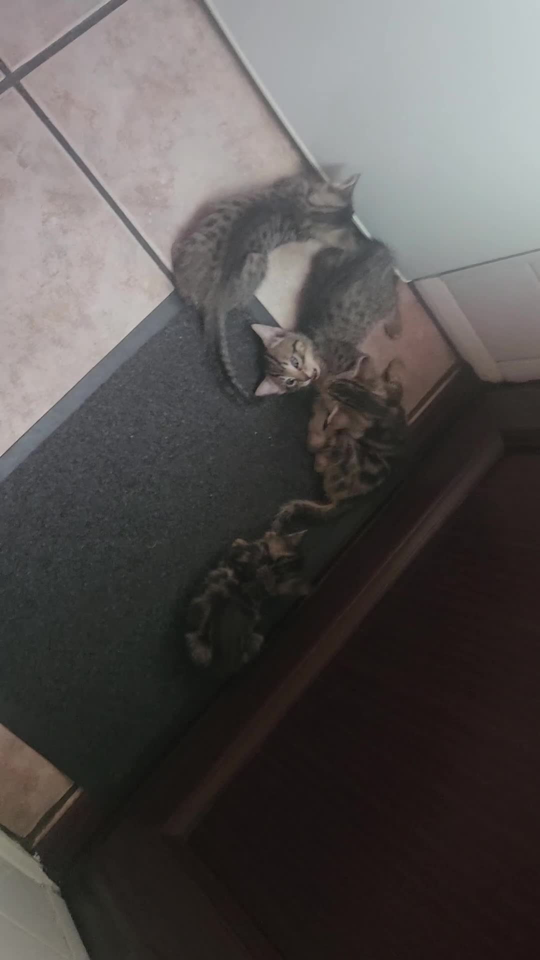 Mixed Breed cats for sale: 8 Week Old Kittens - Mixed Litter Mixed Breed - Video 1