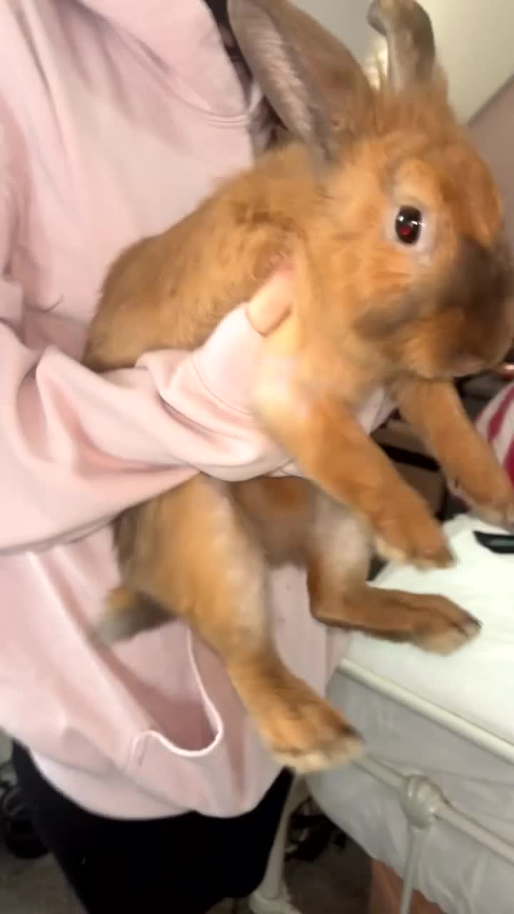 Mixed Breed rabbits for sale: Gorgeous ginger rabbit  - Video 1