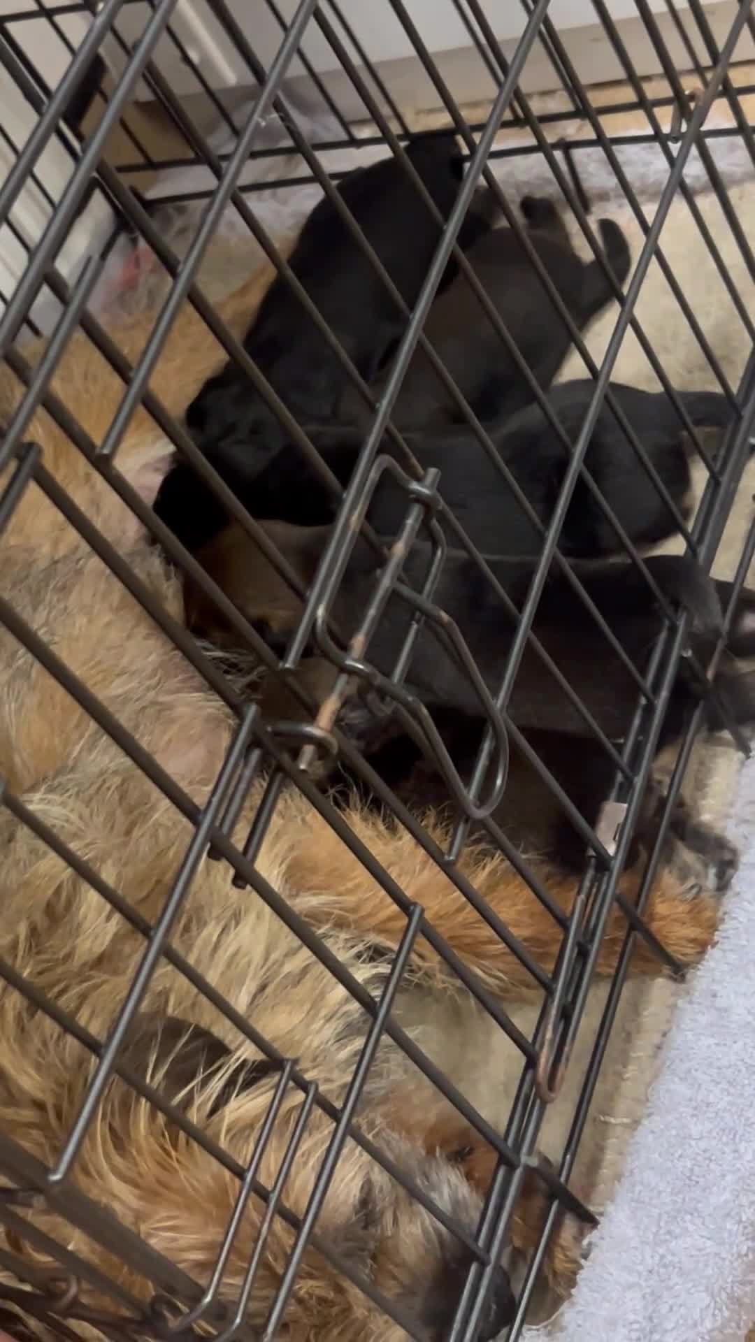 Border Terrier dogs for sale: Border Terrier puppies - Video 1