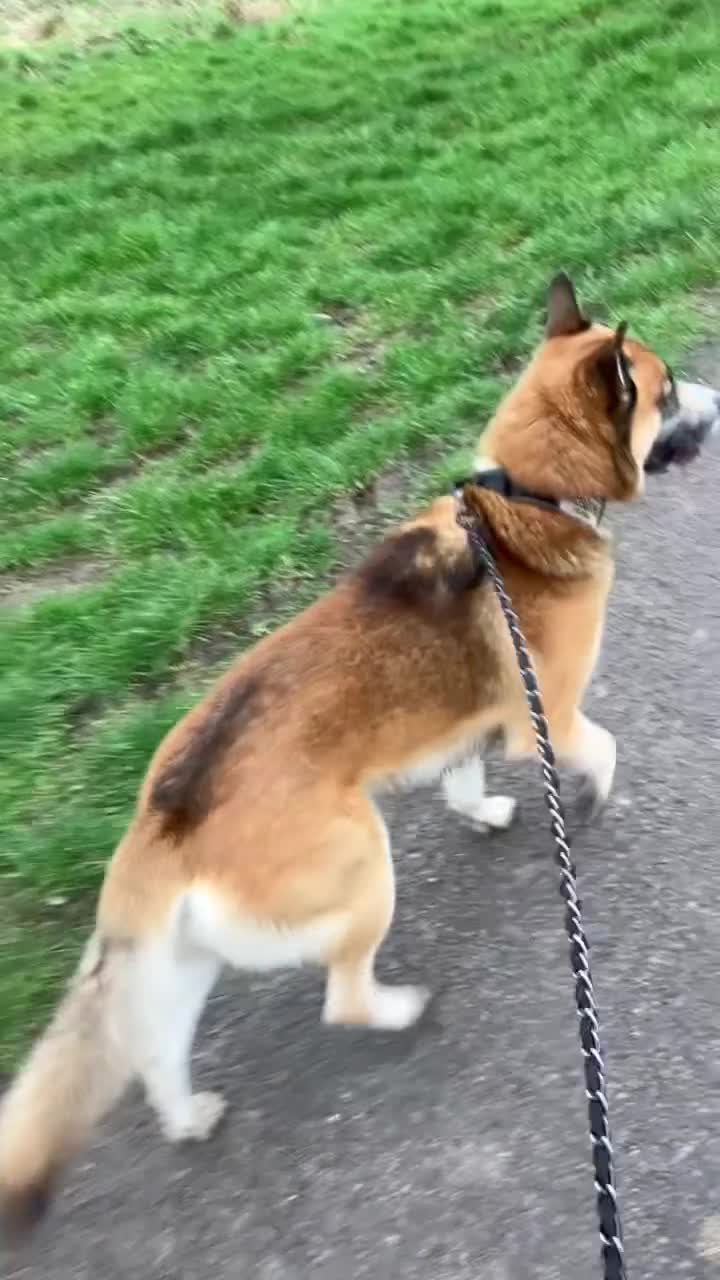 Mixed Breed dogs for stud: Male dog for stud  in Bridgwater - Video 1