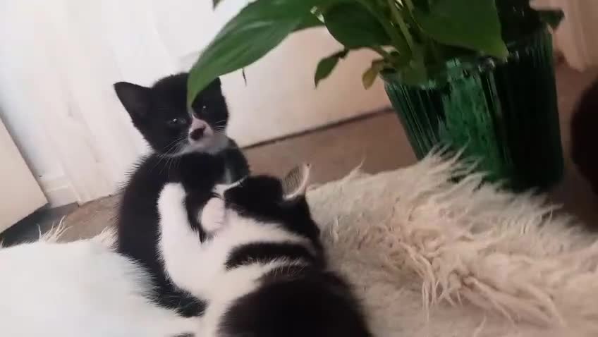 British Shorthair cats for sale: Kittens looking for Home - Video 1