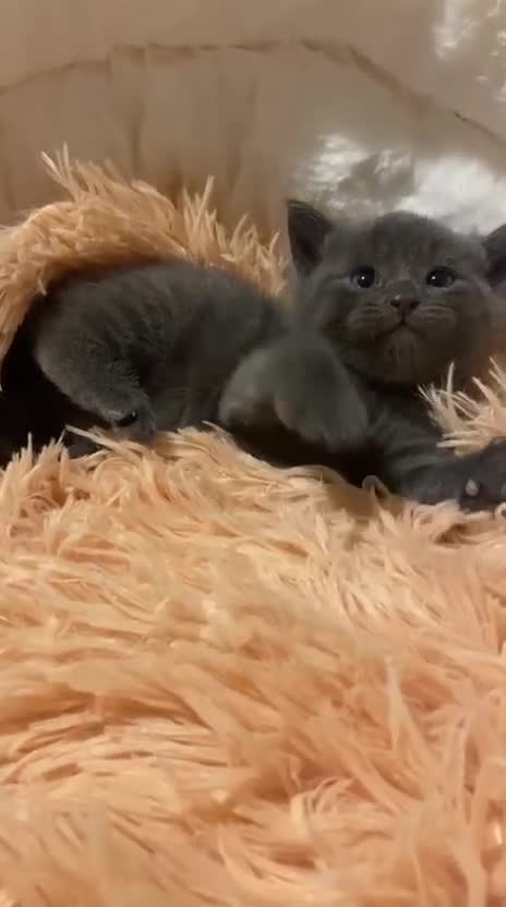 Mixed Breed cats for sale: 4 kittens for sale  - Video 1