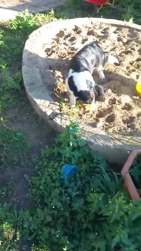 Welsh Corgi Cardigan dogs for sale: Female Welsh corgi  - Video 1