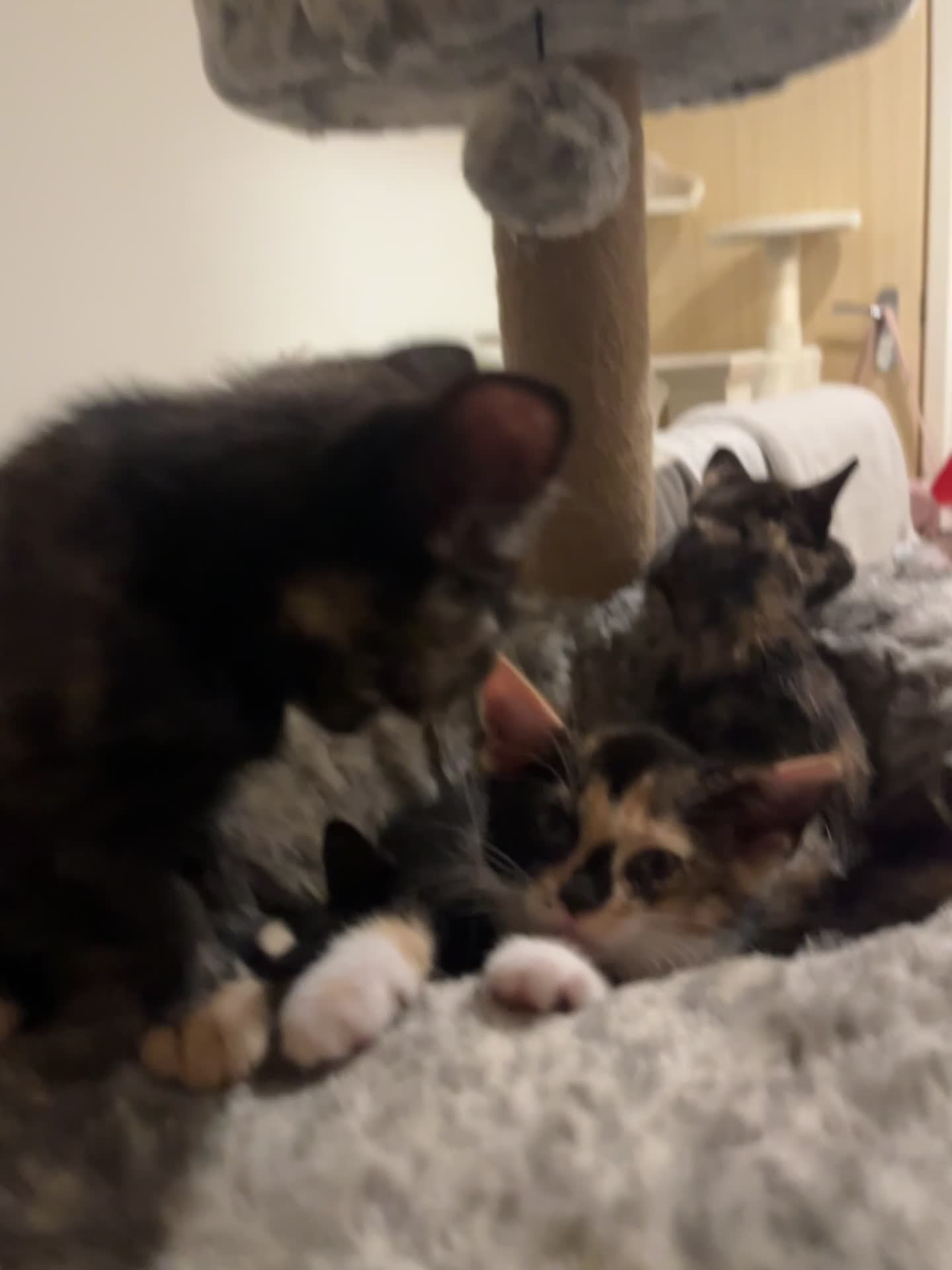 Mixed Breed cats for sale: Beautiful kittens ready for new loving homes  - Video 2