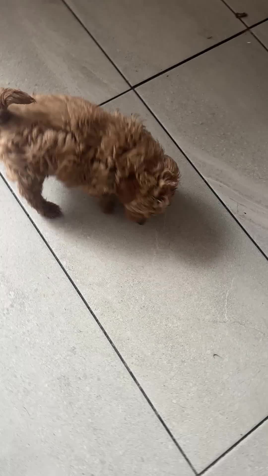 Toy Poodle dogs for sale: Toy poodle puppy for sale  - Video 1