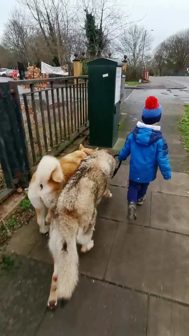 Saarloos Wolfdog dogs for stud: Stud Czechoslovakian wolfdog in Birmingham - Video 3