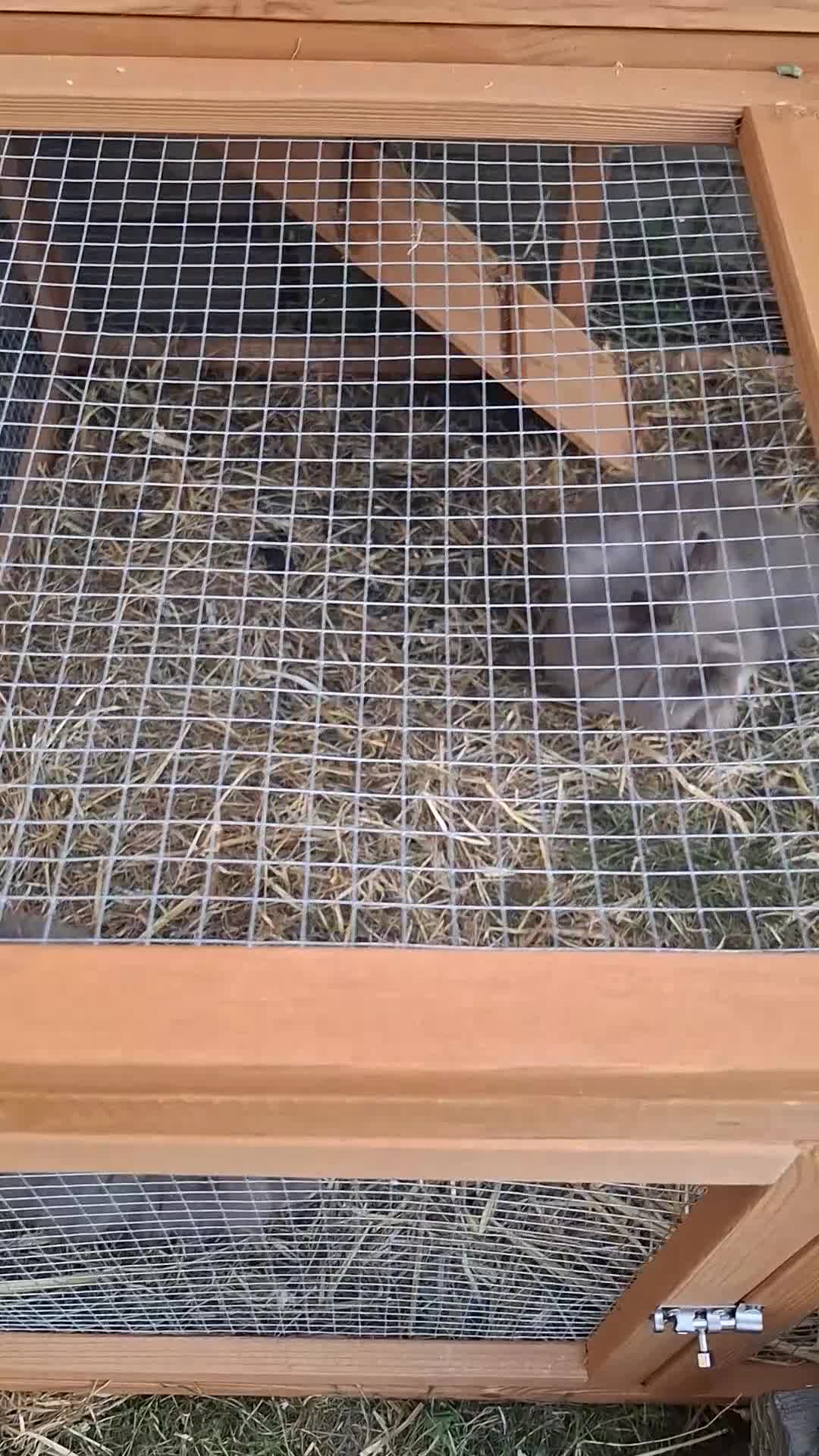 Lionhead rabbits for sale: 2 Beautiful Fluffy Lionhead-Type Rabbits for Home in Reading - Video 2