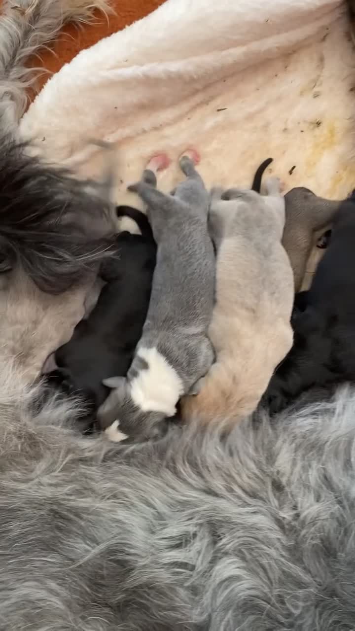 Lurcher dogs for sale: Bull grey x collie grey whippet bull in Ulverston - Video 1