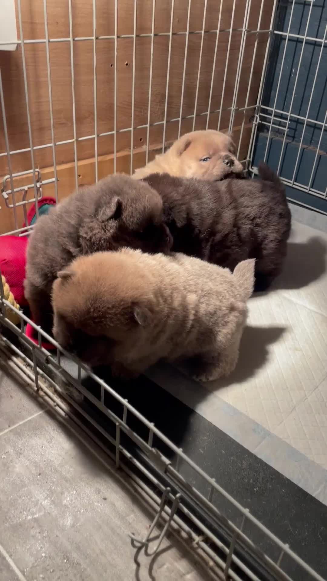Chow Chow dogs for sale: 4 stunning pedigree chow chow puppies  in Walsall - Video 1