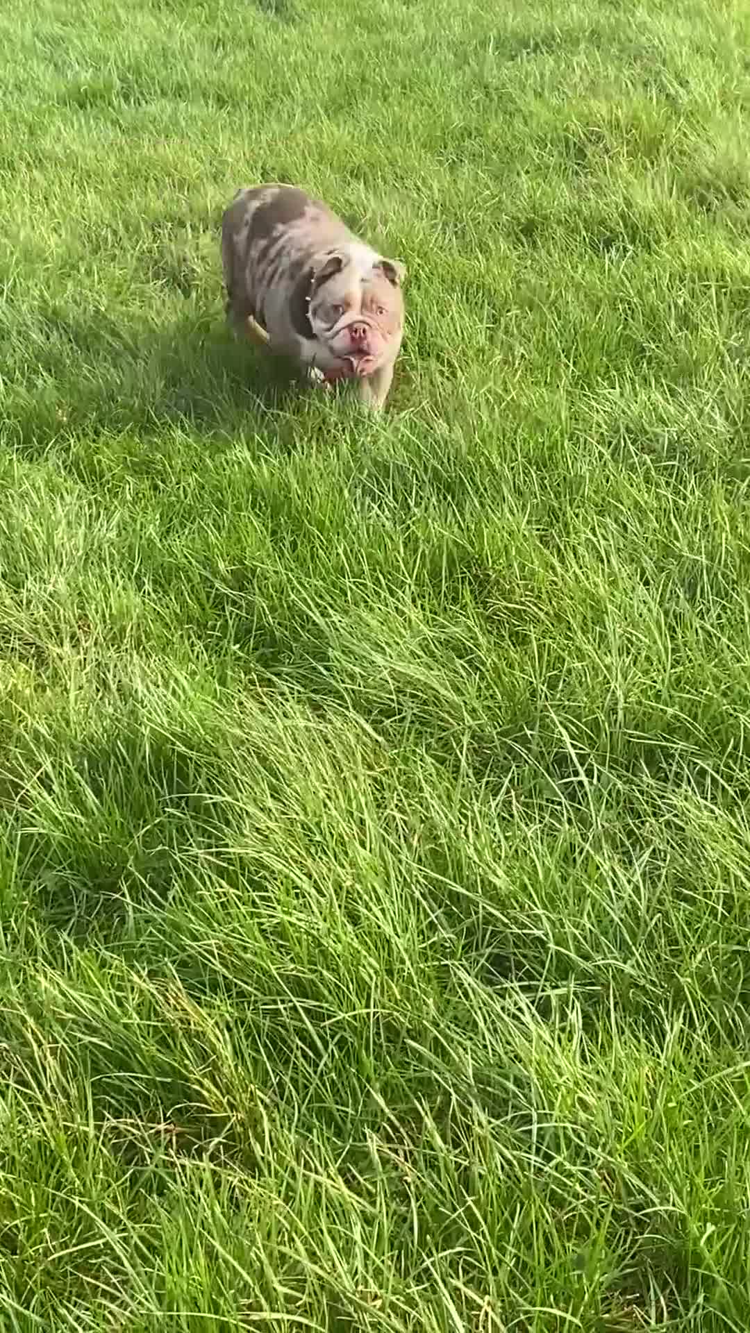 English Bulldog dogs for sale: Grade A pure bred merle British bulldog - Video 2