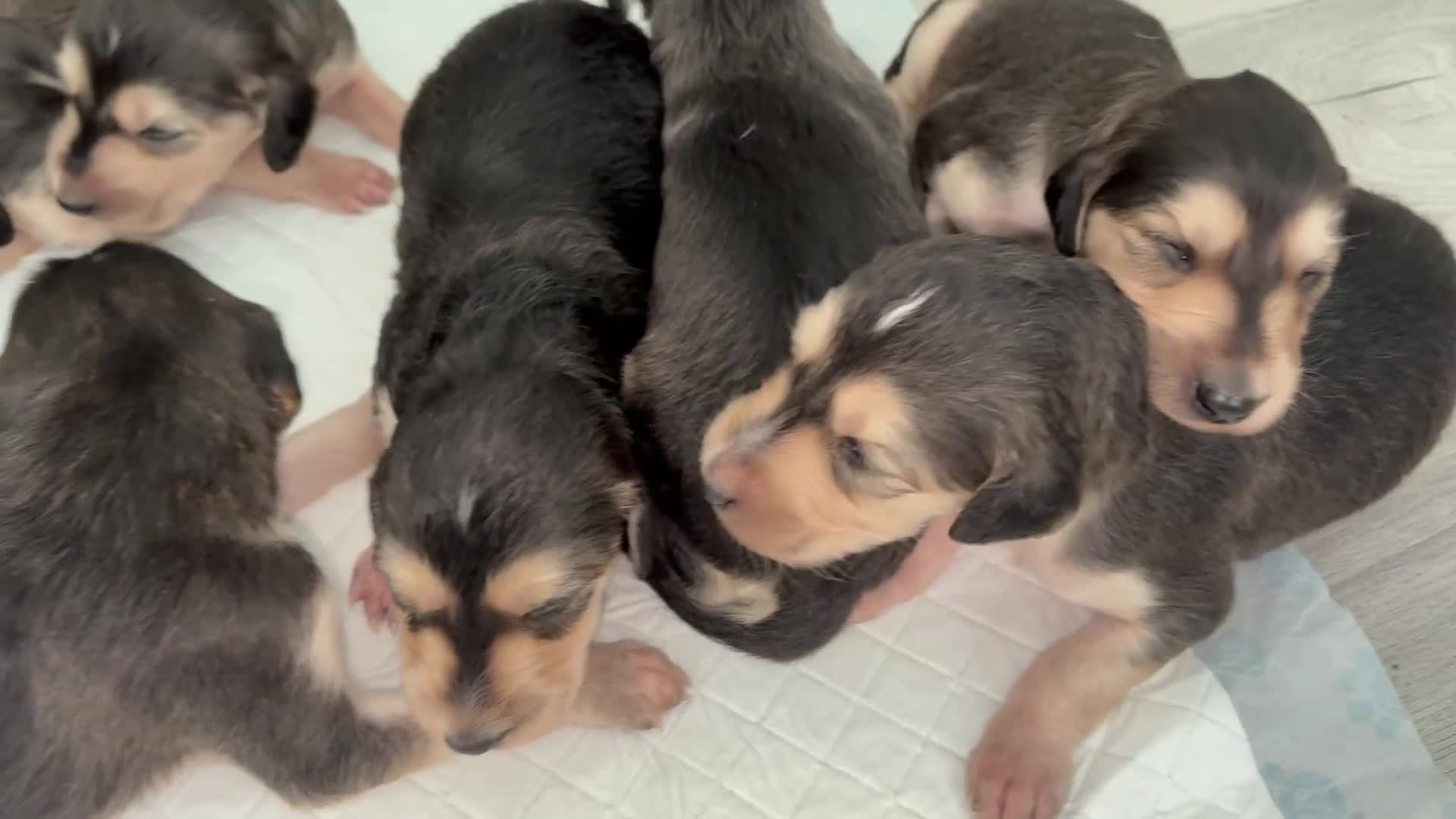 Saluki dogs for sale: KC registered saluki puppies (American bloodlines) - Video 5