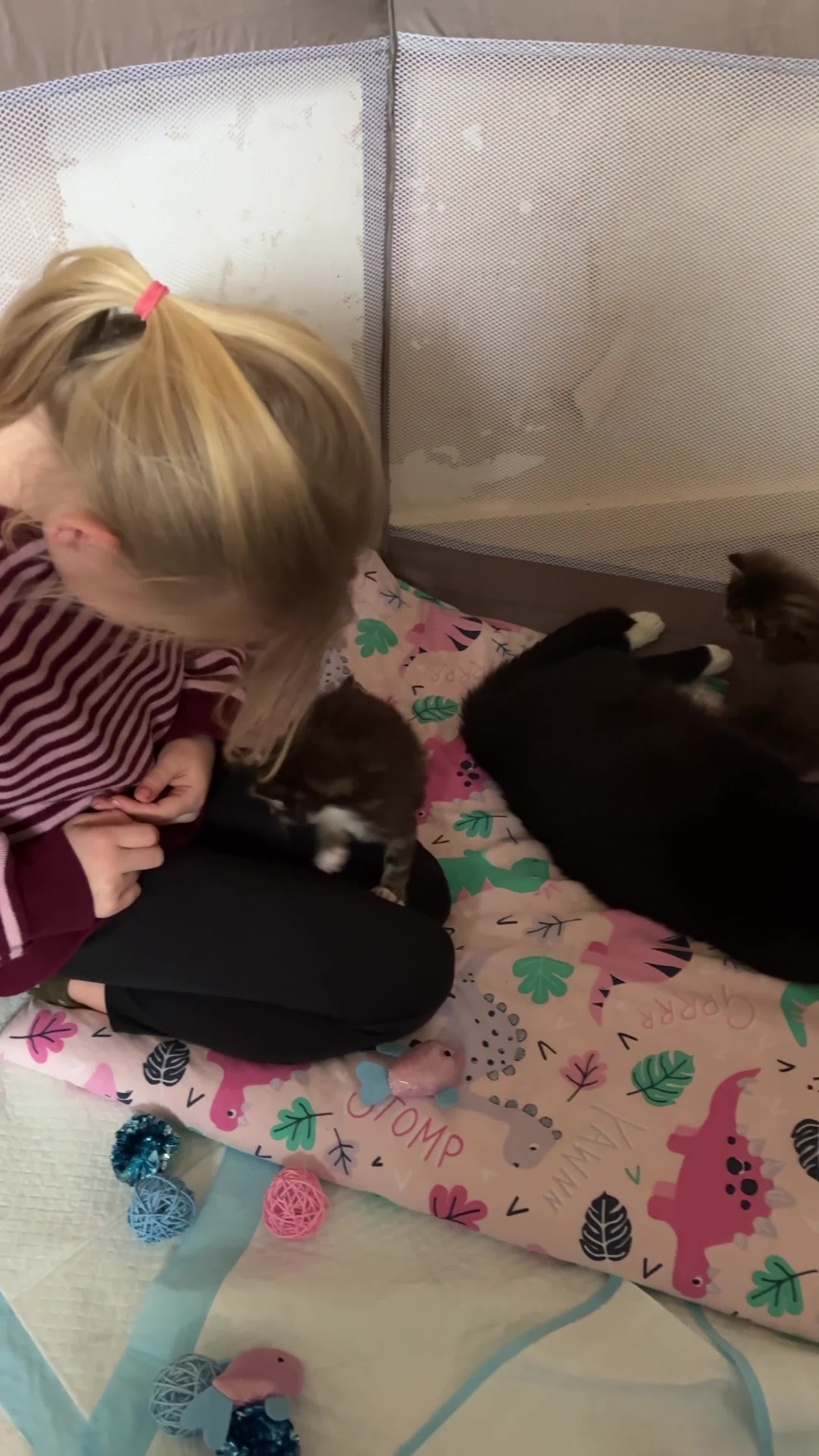 Mixed Breed cats for sale: Blue & Tabby Female Kittens – Ready 11 April - Video 1