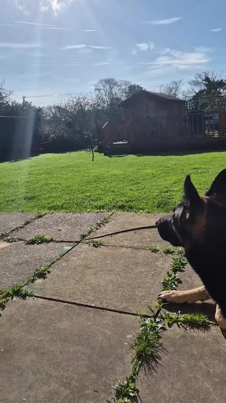 German Shepherd dogs for stud: German Shepherd Dog for stud - Video 1