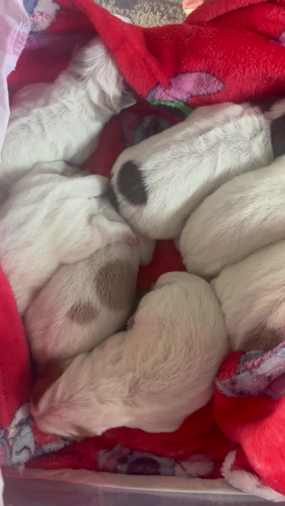 Shar Pei dogs for sale: Beautiful flower bears kc  - Video 2