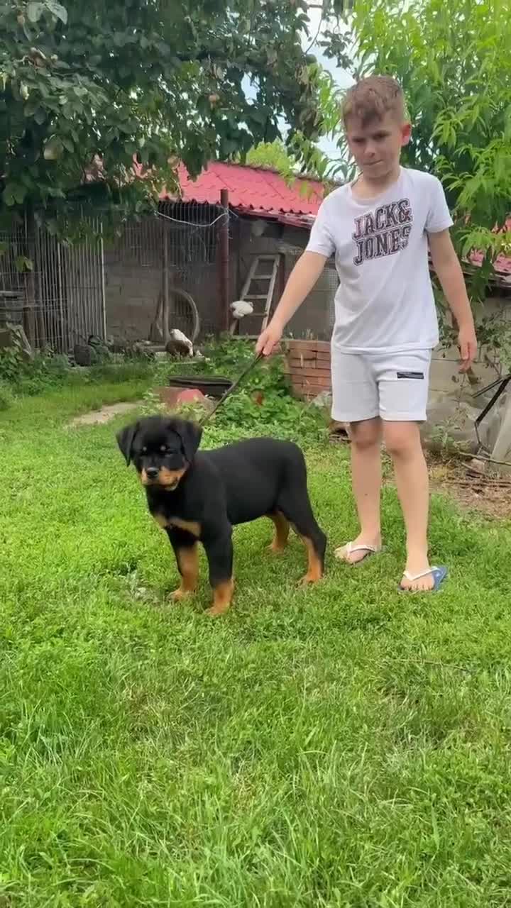 Rottweiler dogs for sale: Rottweiler  - Video 1