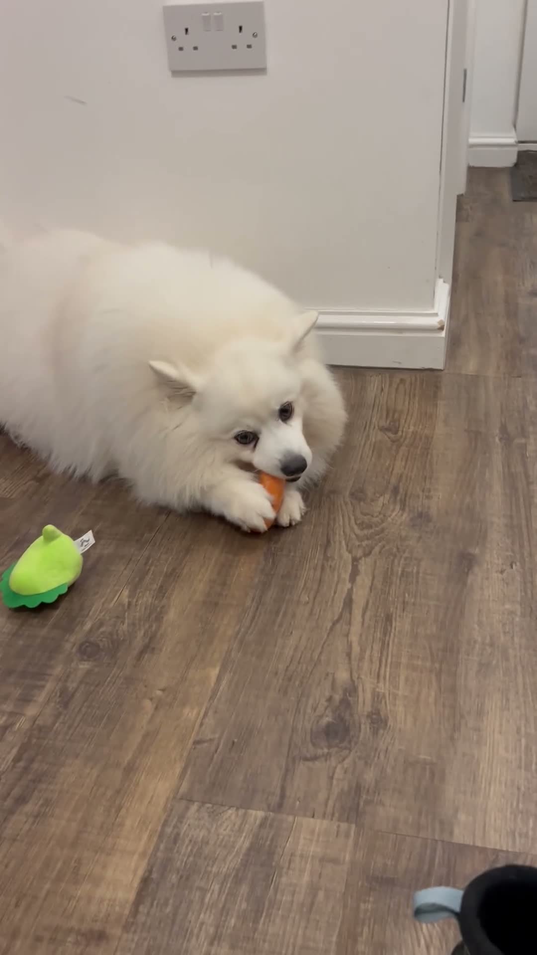 Japanese Spitz dogs for stud: Carlos of Bramley Cottage  in ELY - Video 2