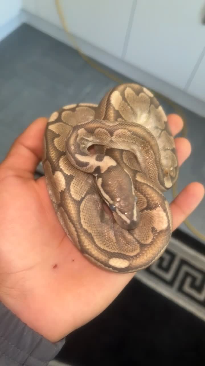 Python Snake reptiles for sale: 2 Royal Python  - Video 1