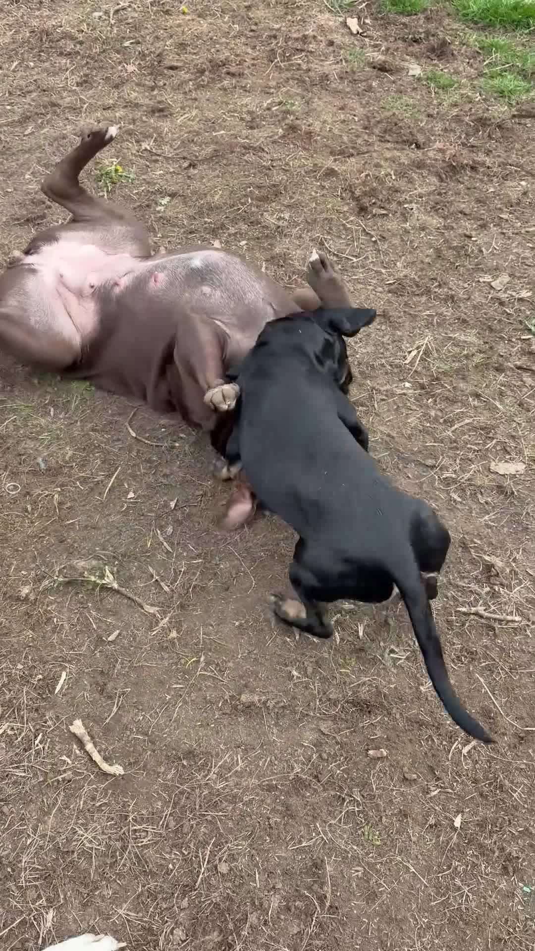 Mixed Breed dogs for sale:     Experienced Home Needed For Daisy 🐾 - Video 1