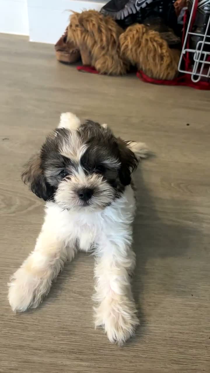 Malshi dogs for sale: Malshi puppies  in Slough - Video 2