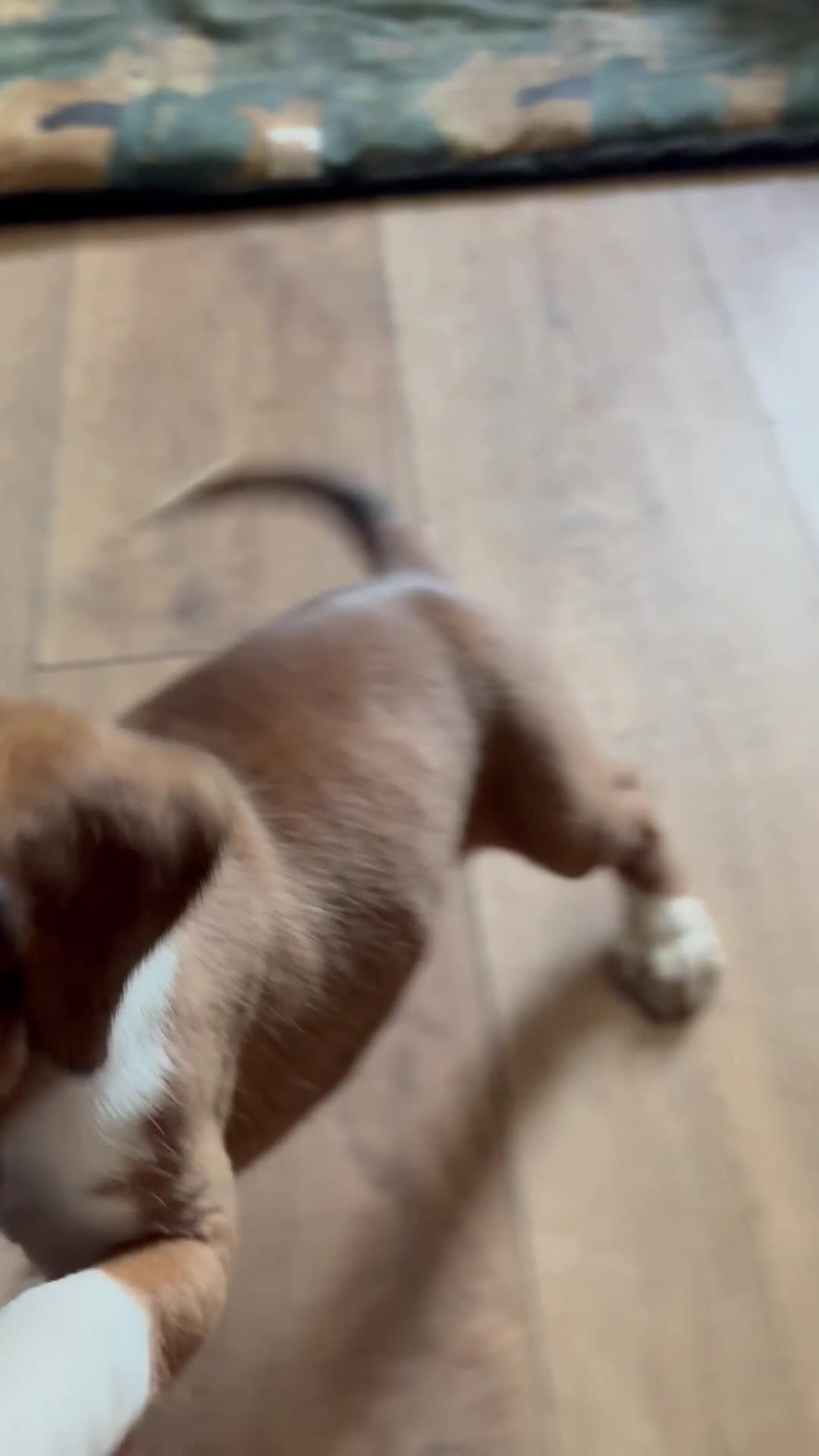 Boxer dogs for sale: 1 girl beautiful boxer puppies left  - Video 3