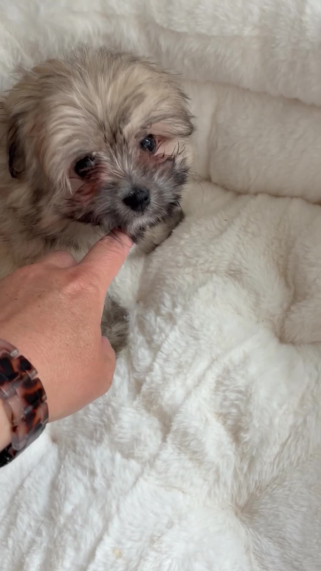 Pomapoo dogs for sale: Miniature Pomeranian sand color  - Video 1