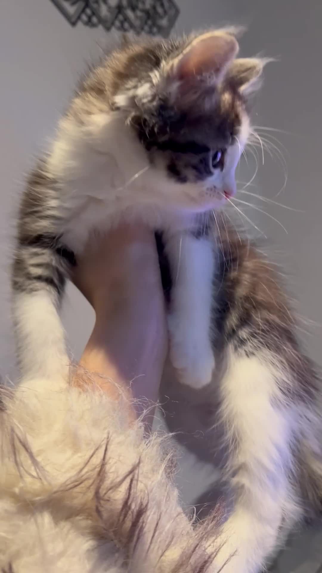 British Shorthair cats for sale: Meet Minnie 🧸🎀 - Video 1