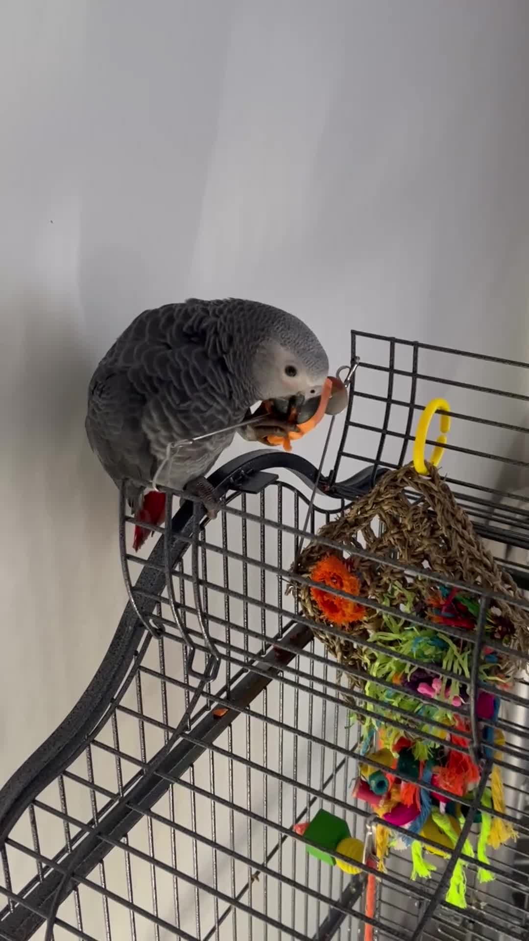Parrots birds for sale: 8 month hand reared African grey named Rio - Video 1