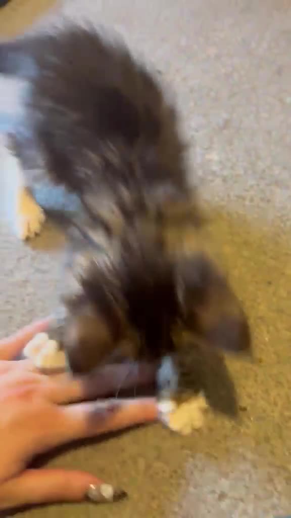 Maine Coon cats for sale: Beautiful male maincoon/forest cat kittens  - Video 2