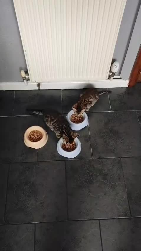 Mixed Breed cats for sale: Beautiful kittens ready for new home - Video 5