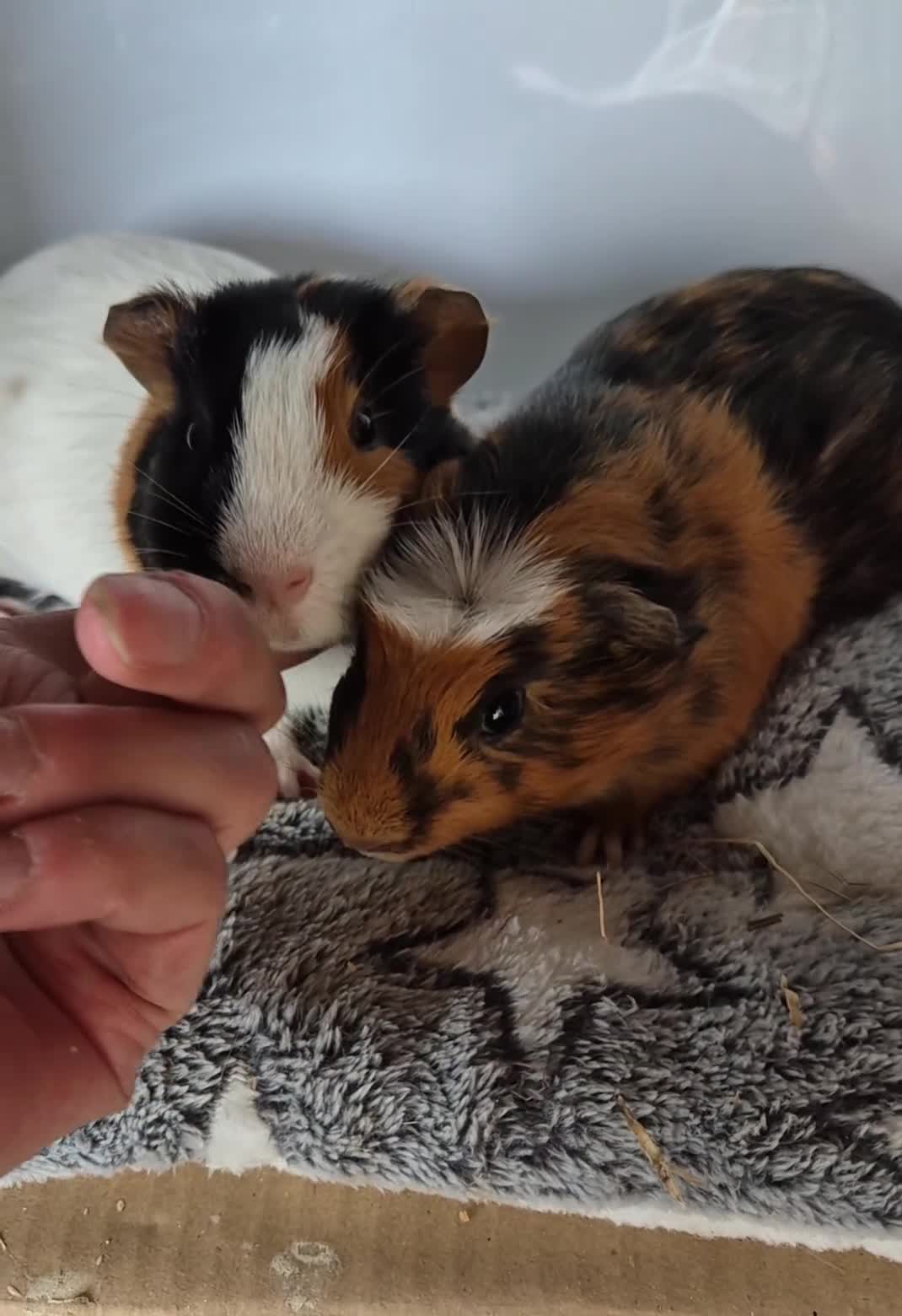 Guinea Pig rodents for sale: Baby Guinea Pigs Bob & Bingo - Video 1
