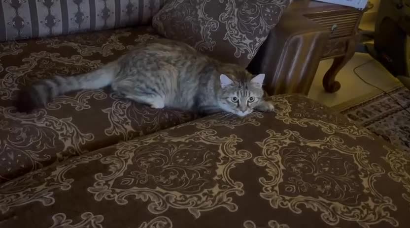 Mixed Breed cats for adoption: PERSE -ADORABLE VERY FRIENDLY KITTEN SPAYED - Video 3