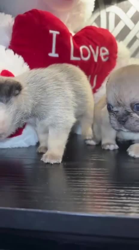 Griffon Bruxellois dogs for sale: Brussels Griffon - Video 1