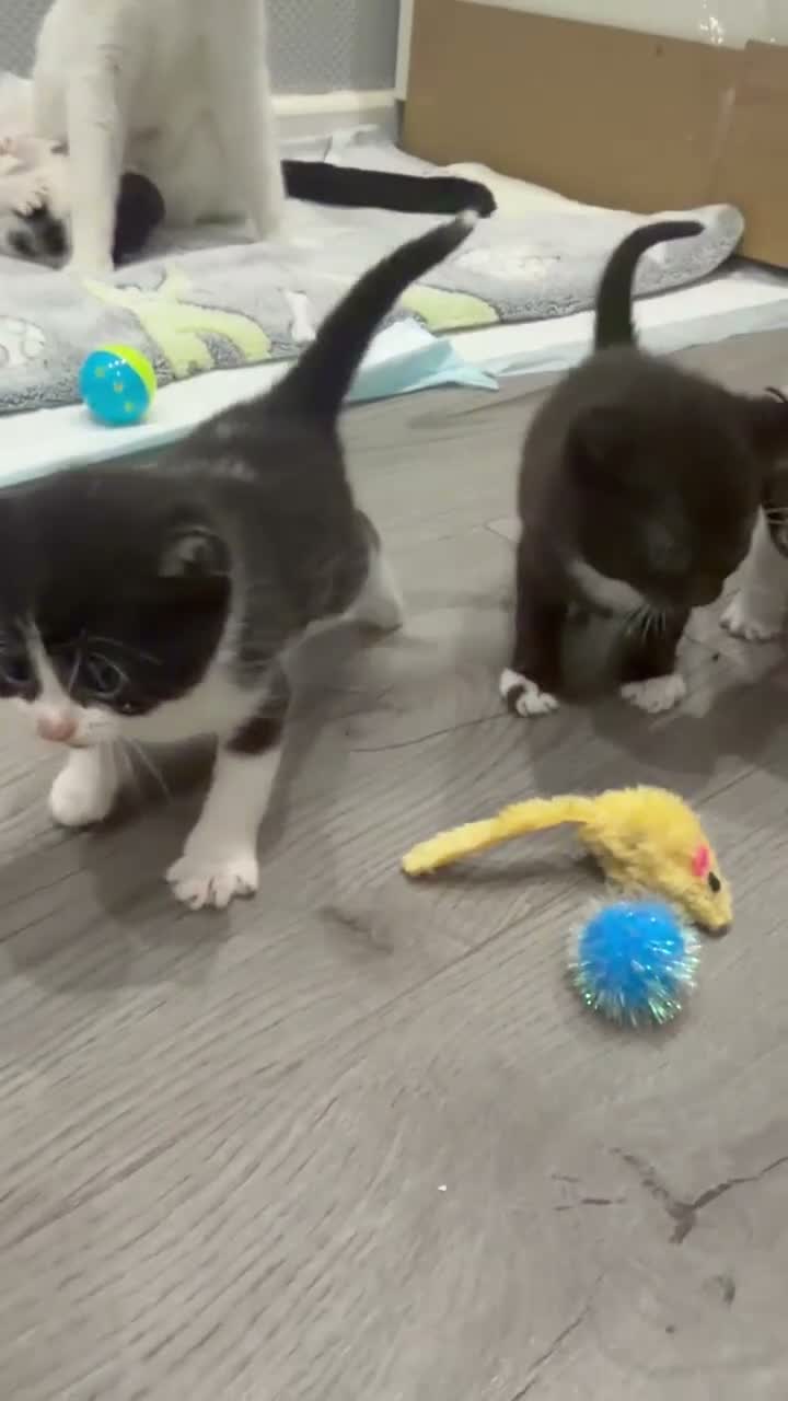 Mixed Breed cats for sale: 2 gorgeous kittens remaining  - Video 1