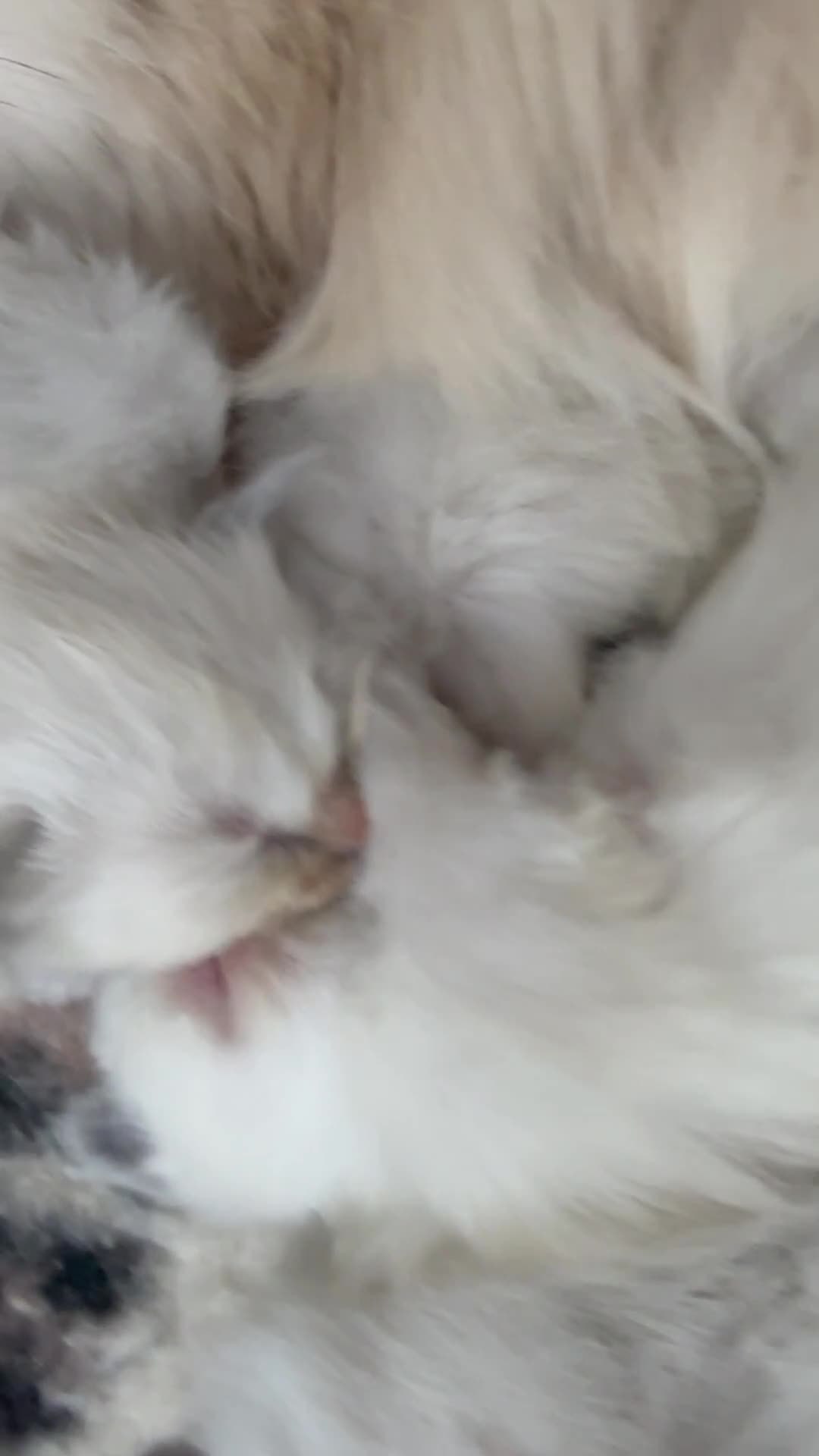 Ragdoll cats for sale: 🥇AWARD WIN 🏆 GCCF RAGDOLL KITTENS  - Video 2