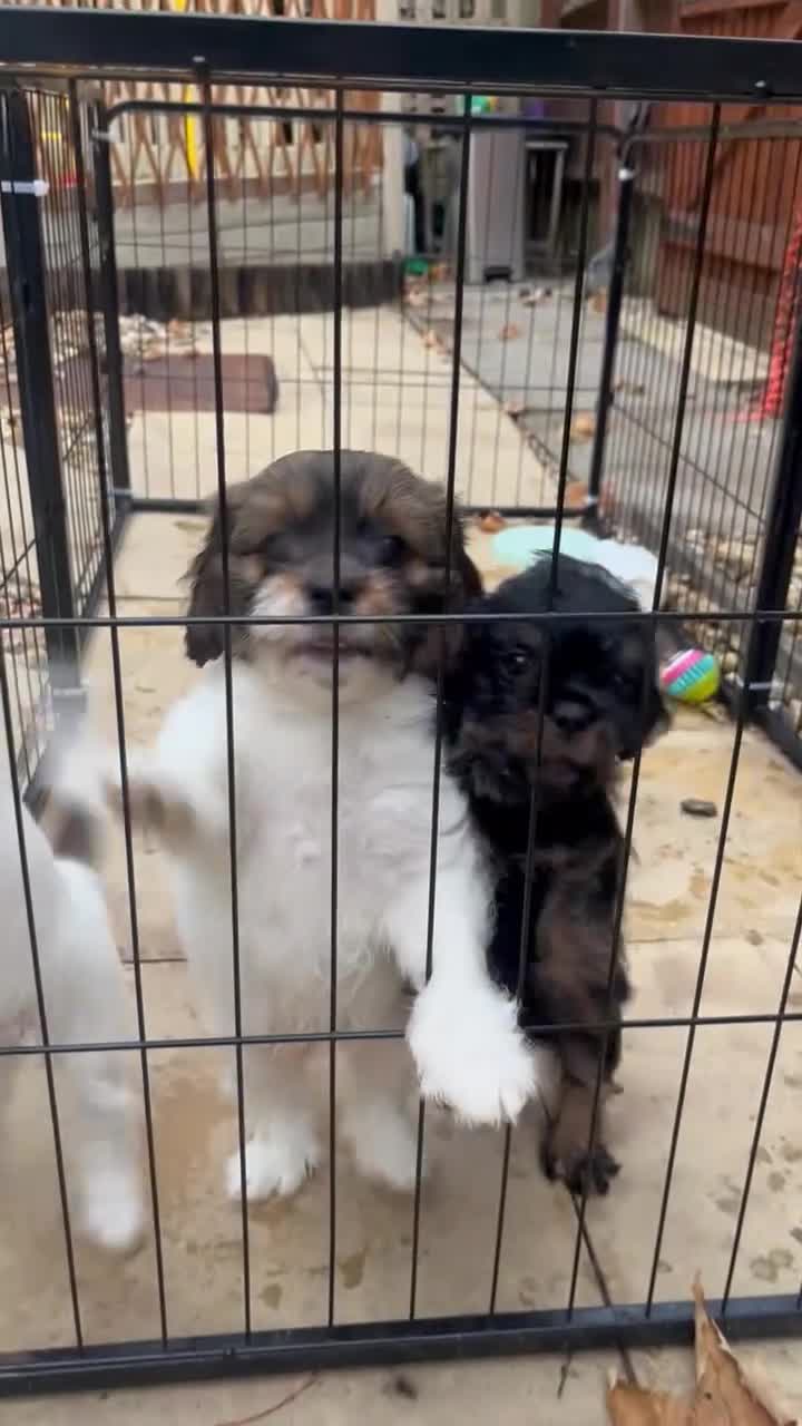Mixed Breed dogs for sale: Toy Cavapoo x Jackapoo - Video 1