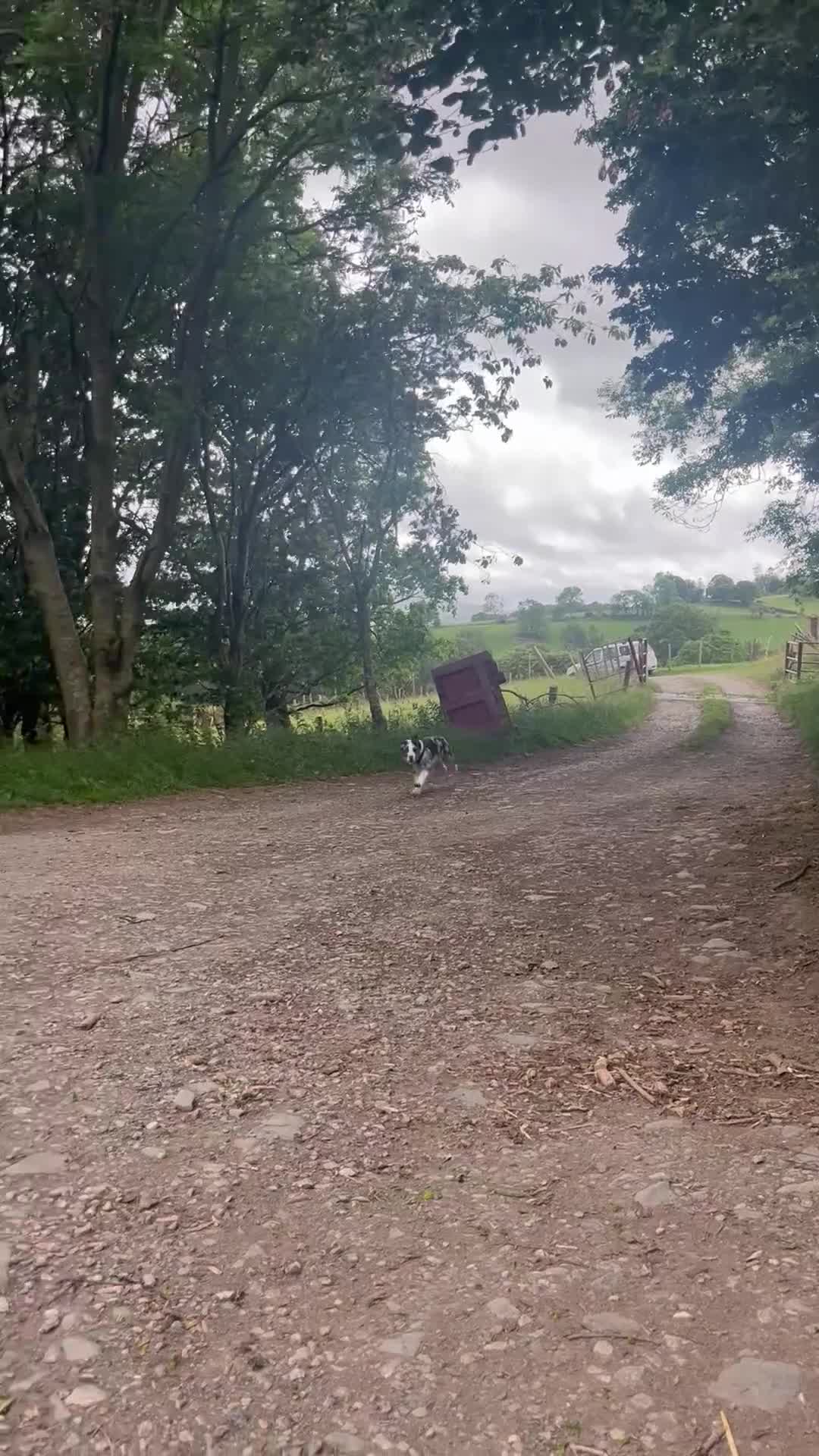 Border Collie dogs for sale: beautiful blue merle last boy left  - Video 5
