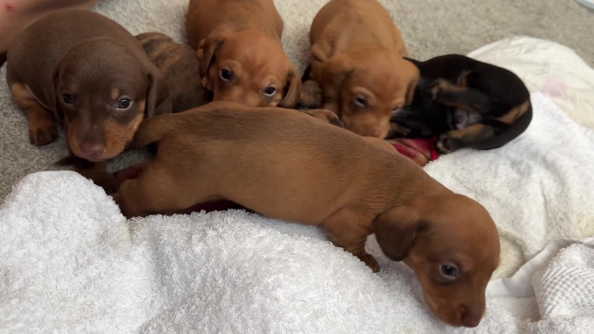 Miniature Dachshund dogs for sale: Miniature Dachshund Puppies  - Video 2