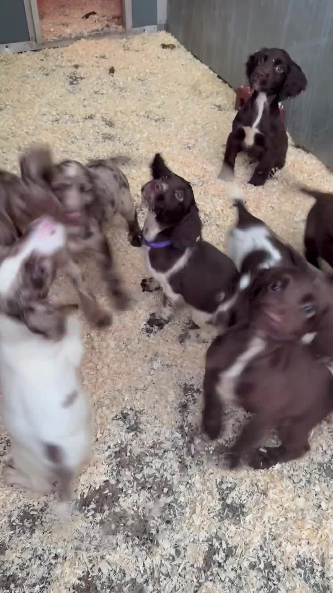 Cocker Spaniel dogs for sale: Cocker Spaniel Puppy’s (🍫Merle)  - Video 3