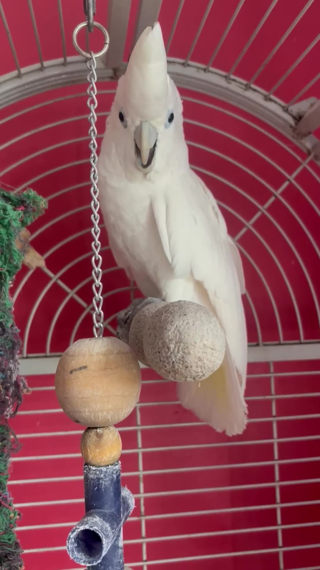 Cockatoo birds for sale: DNA male Ducorps cockatoo - Video 1