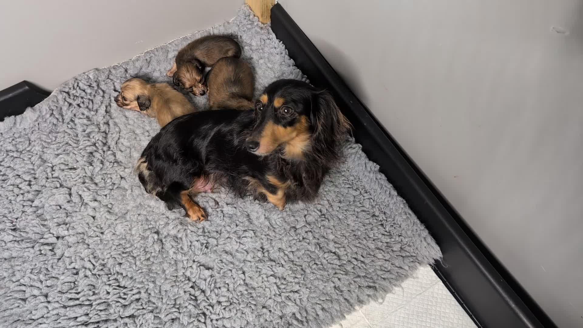 Miniature Dachshund dogs for sale: KC LONGHAIRED MINIATURE DACHSHUNDS  - Video 2