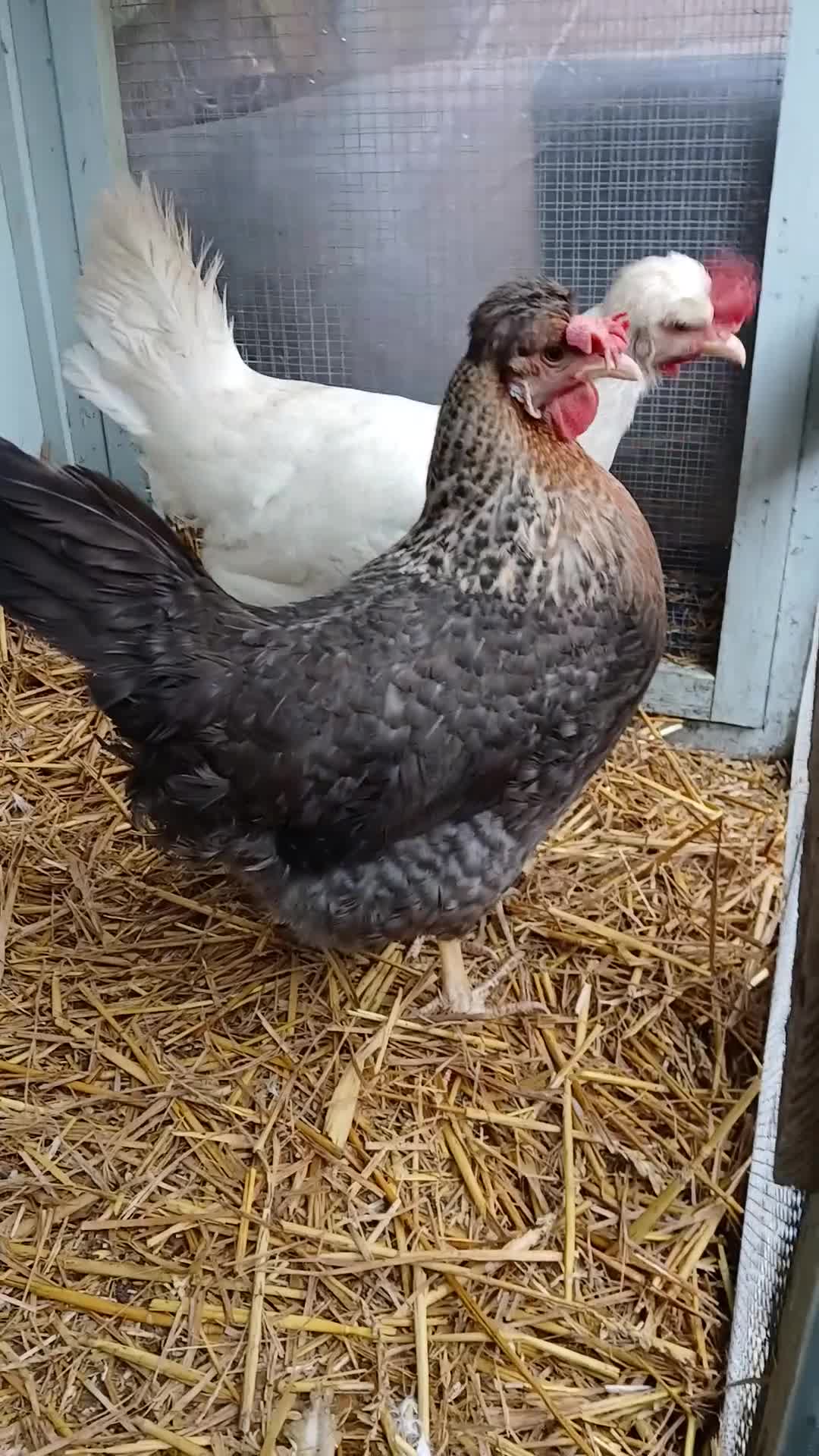 Chickens poultry for sale: 1 wyandotte punnet + 2 crested legbars - Video 1