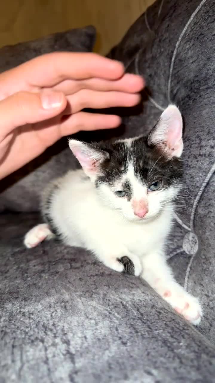 Domestic Shorthair cats for sale: Adorable domestic shorthair kitties - Video 2