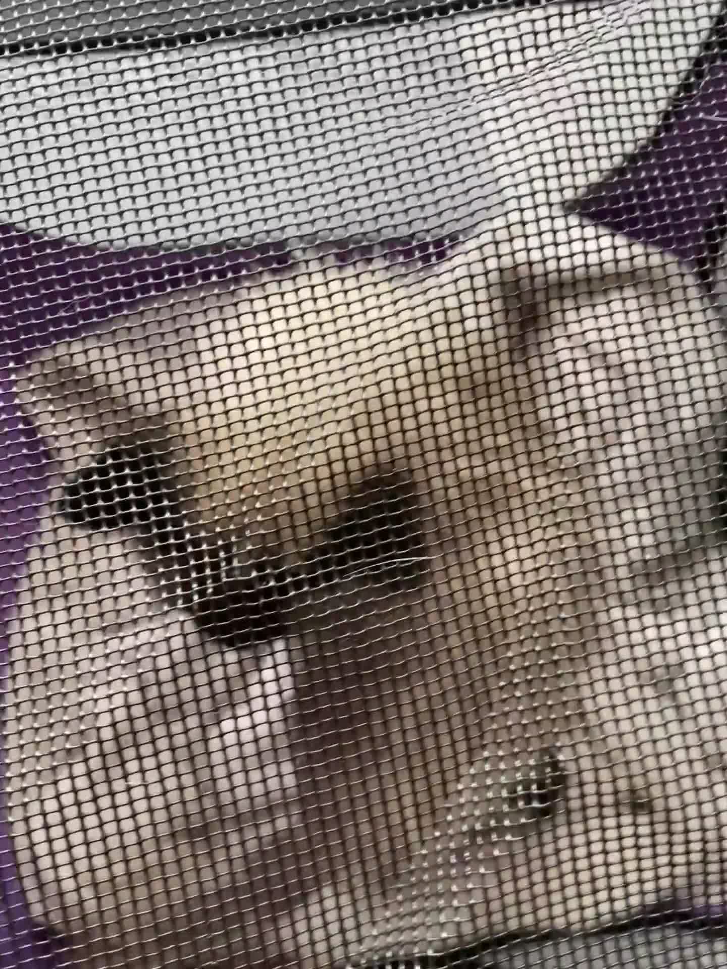 Ragdoll cats for sale: 7 ragdoll cats & kittens  - Video 2