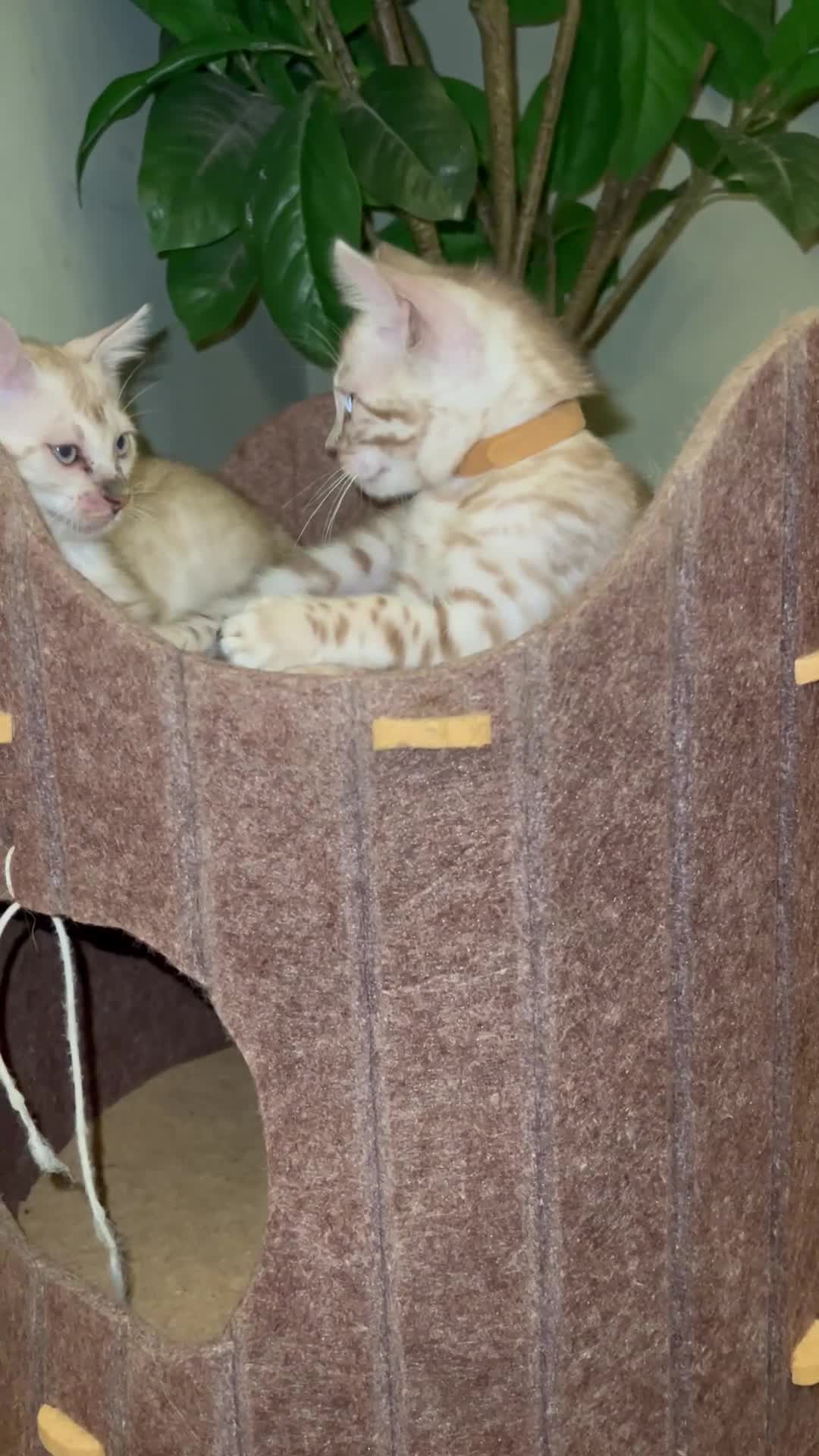 Bengal cats for sale: Last snow boy READY NOW  - Video 2