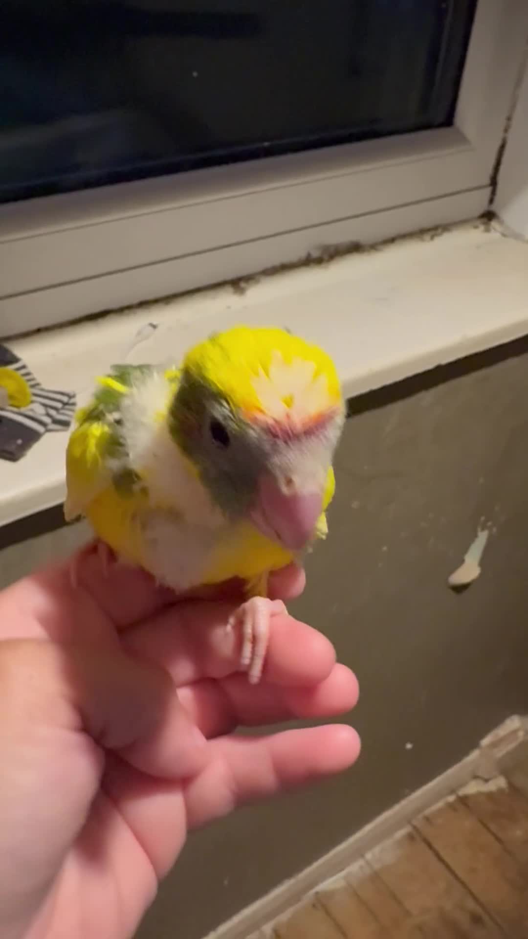 Parakeets birds for sale: Hand reared hand tame kakariki - Video 2