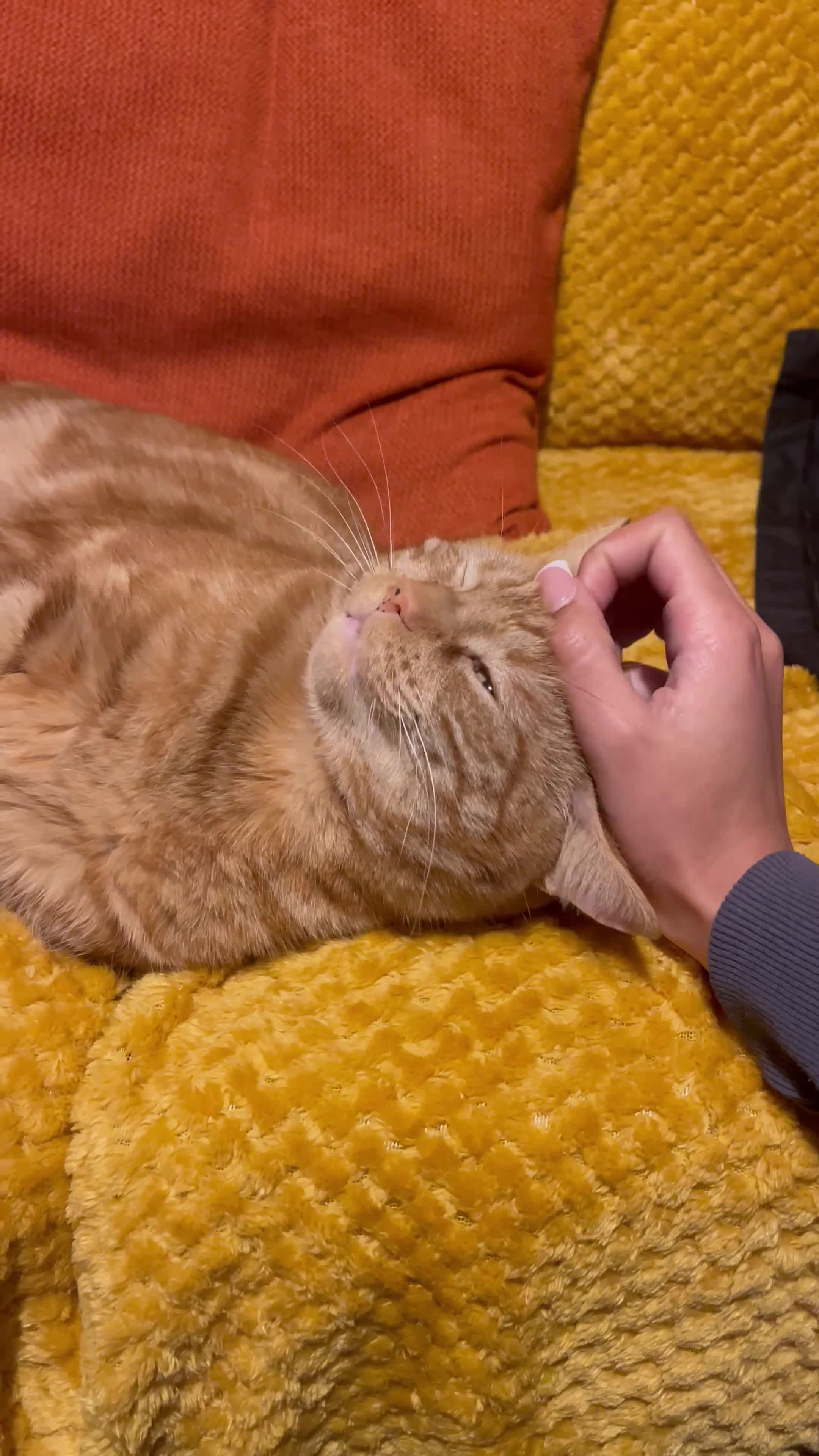 Mixed Breed cats for sale: Free orange Tom cat  in Beverley - Video 1