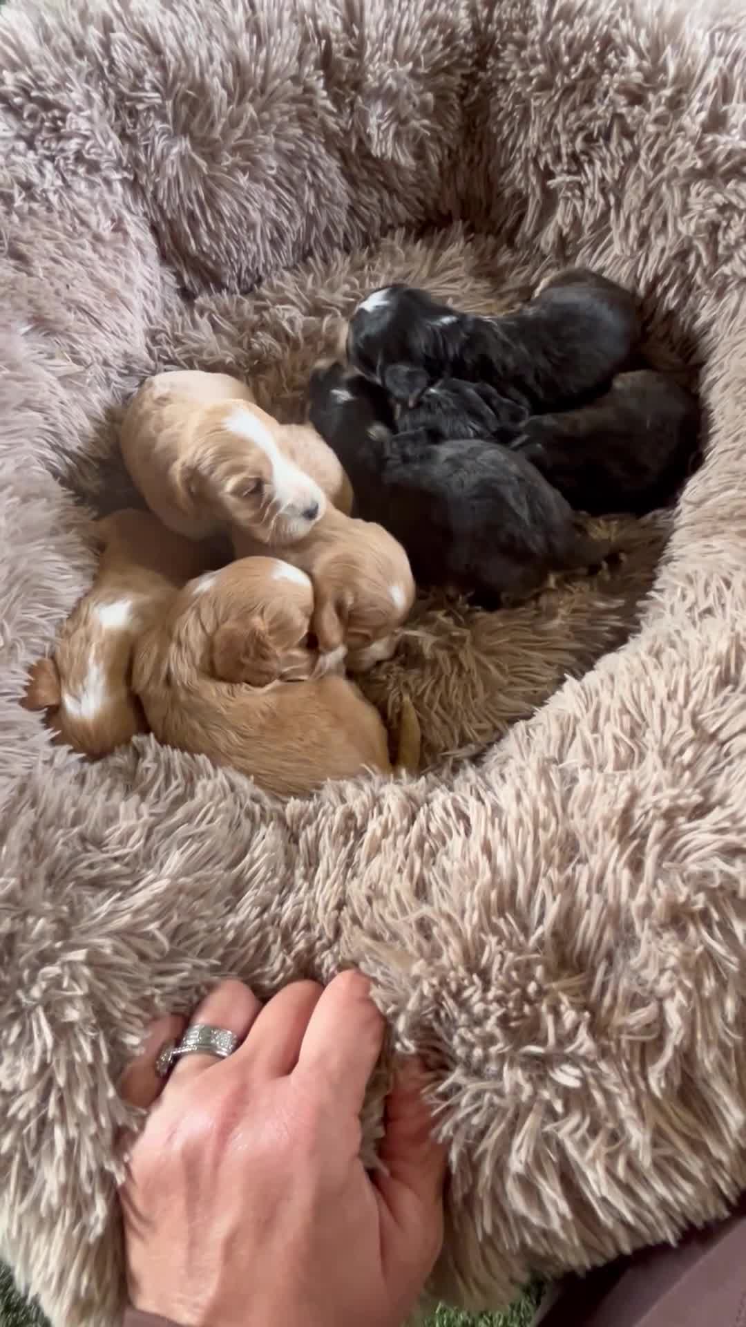 Cockapoo dogs for sale: Beautiful show cockerpoo puppies  - Video 1