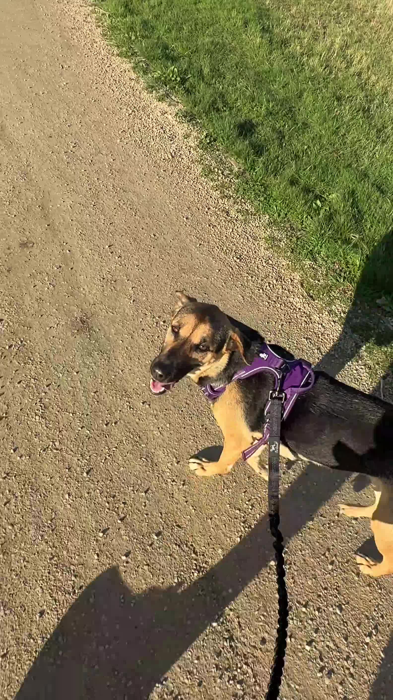 Mixed Breed dogs for sale: Roxy ❤️ A devoted girl looking a home (urgent) - Video 3