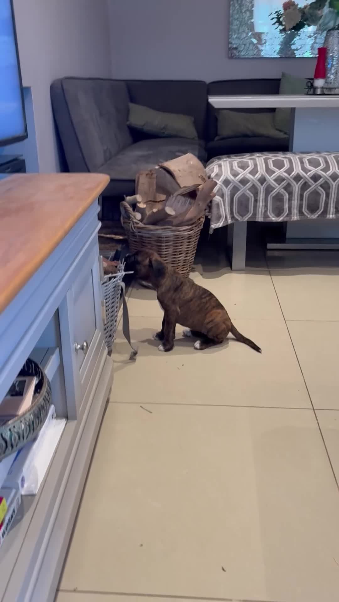 Boxer dogs for sale: READY NOW. LAST GIRL 🐶  - Video 3