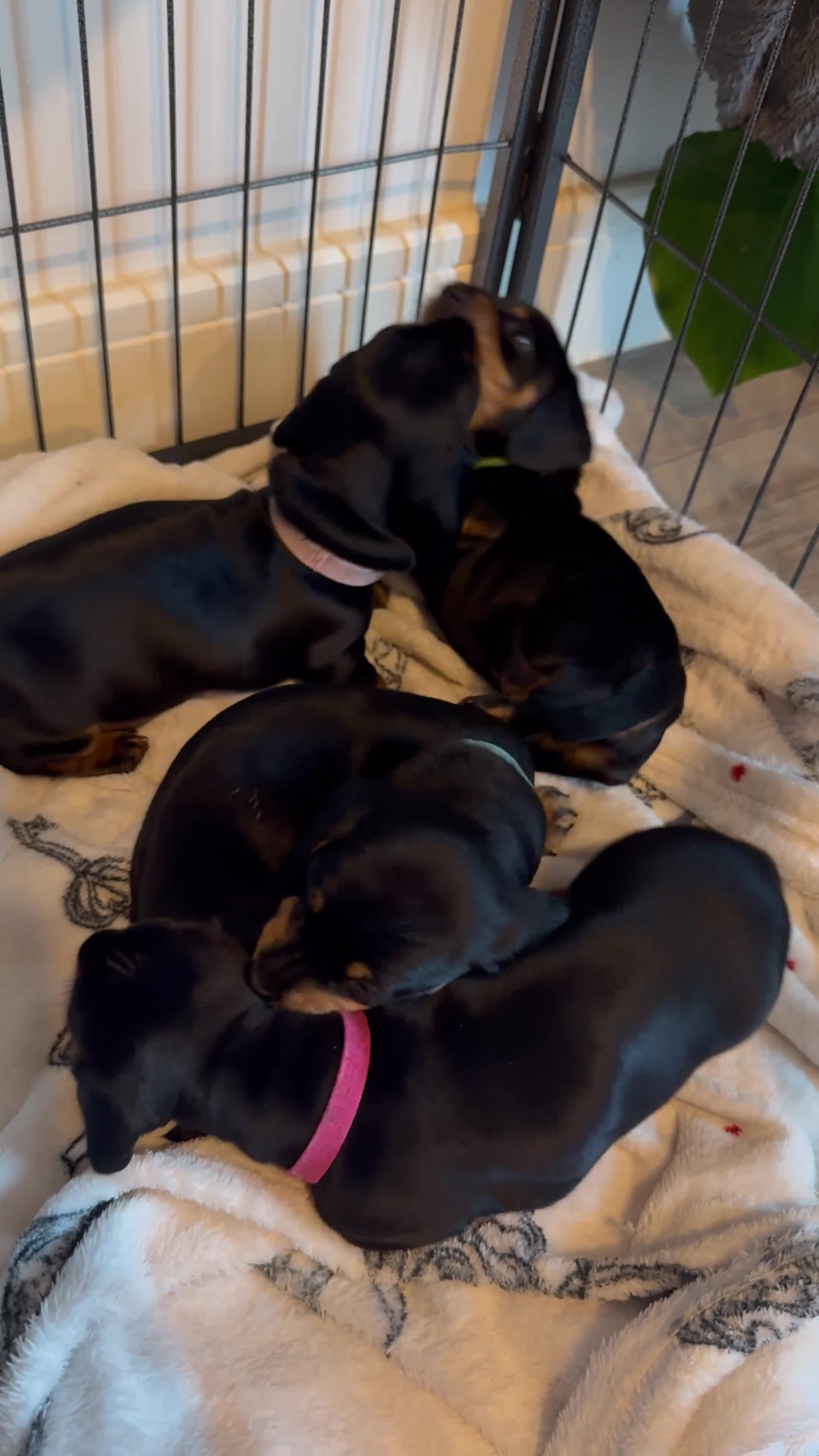 Miniature Dachshund dogs for sale: ⭐️OUTSTANDING MINI DACHSHUND PUPS⭐️  - Video 1